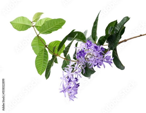 Fototapeta Violet Sandpaper Vine, Petrea Vine isolated on white background, with clipping path   