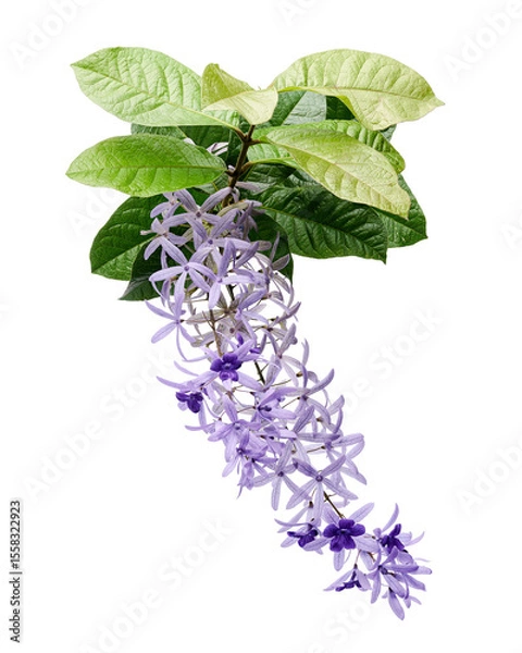 Fototapeta Violet Sandpaper Vine, Petrea Vine isolated on white background, with clipping path   