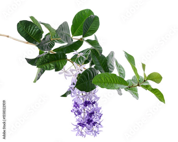 Fototapeta Violet Sandpaper Vine, Petrea Vine isolated on white background, with clipping path   