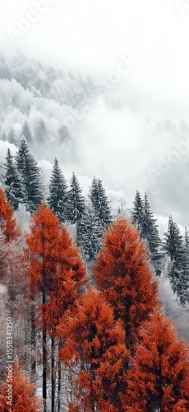 Fototapeta A stunning juxtaposition of red trees against evergreen pines in a snowy setting, showcasing nature's remarkable beauty and seasonal contrasts in a serene and artistic winter wonderland.