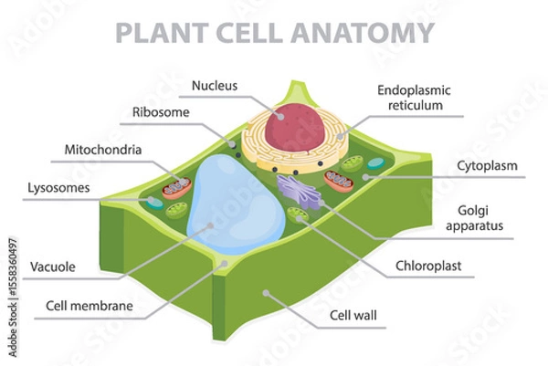 Fototapeta Cell cross section structure. 3d flat isometric vector illustration plant cell anatomy diagram. Infographic educational poster.