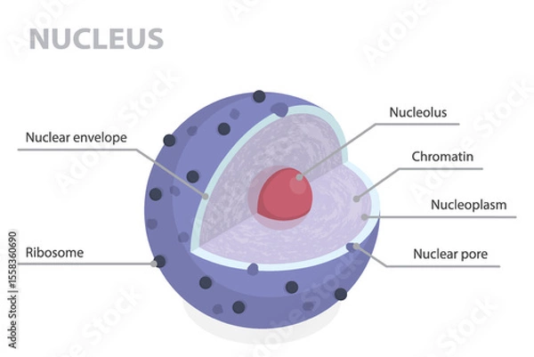 Fototapeta Structure of nucleus. 3d flat isometric vector illustration parts of the cell: nuclear envelope, pore, nucleoplasm, chromatin and nucleolus. Infographic educational poster.