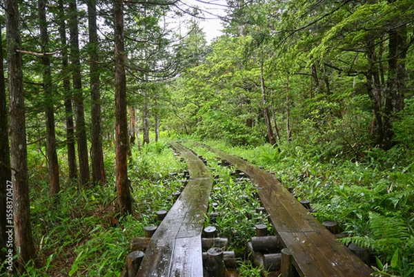 Obraz 雨の上高地ウォーキングコース