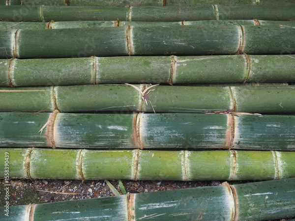 Obraz Large bamboo that was recently cut from the forest.