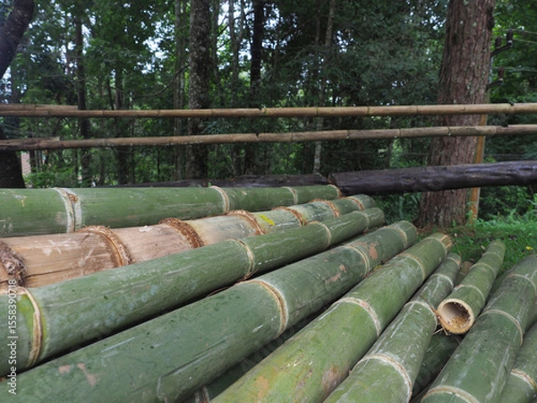 Obraz Large bamboo that was recently cut from the forest.