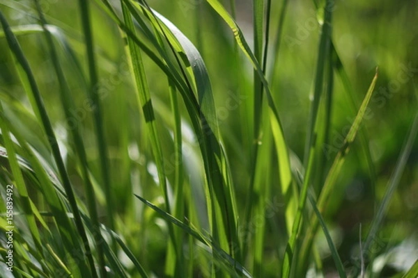 Fototapeta green, grass