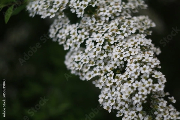 Fototapeta flower, white