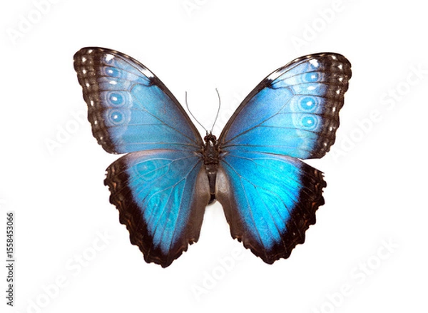 Fototapeta Bright blue butterfly with open wings, isolated on white background, detailed close-up of tropical insect in full symmetry.