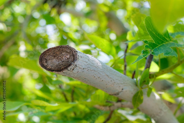 Fototapeta Pruned tree branch with green leaves in sunlight. A close-up image of a freshly pruned tree branch. Bright green leaves and a softly blurred bokeh effect. Selective focus.