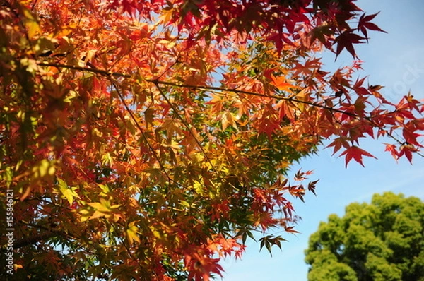 Fototapeta 日本庭園の紅葉と空
