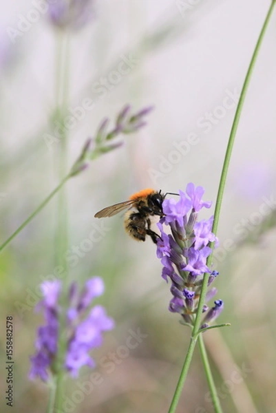 Obraz Macro photo of bumblebee collecting nectar