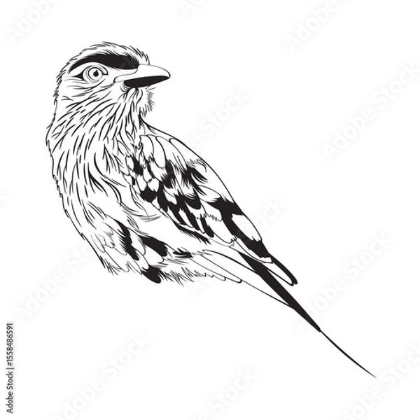 Obraz Lilac breasted Roller bird. Design element. Line illustration.