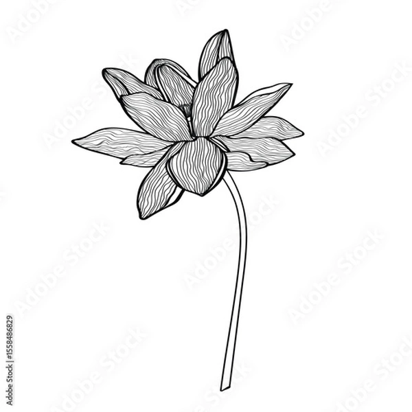 Obraz Lotus Vector element. lotus line arts design for packaging template, pattern design element, vintage background, logo.