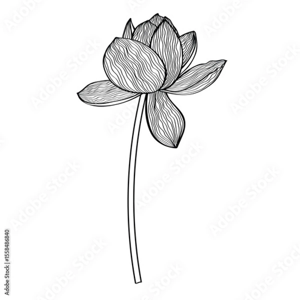 Obraz Lotus Vector element. lotus line arts design for packaging template, pattern design element, vintage background, logo.