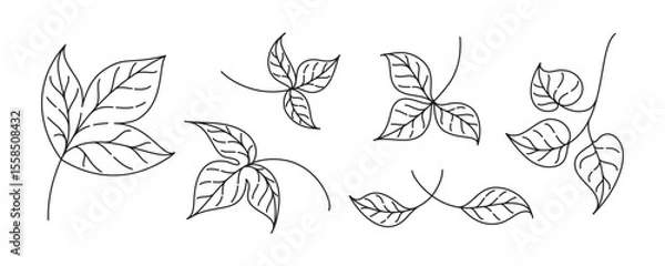 Fototapeta Leaf outline set. Delicate natural vector drawings for fall themes botanical compositions and design.