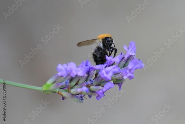 Obraz Macro photo of bumblebee collecting nectar