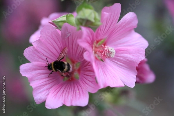 Obraz Macro photo of bumblebee collecting nectar