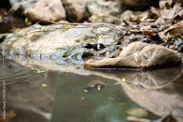Fototapeta A bird actively searches for food, exploring its surroundings with focused attention in its natural habitat.