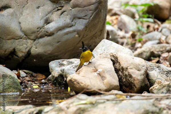 Fototapeta A bird actively searches for food, exploring its surroundings with focused attention in its natural habitat.