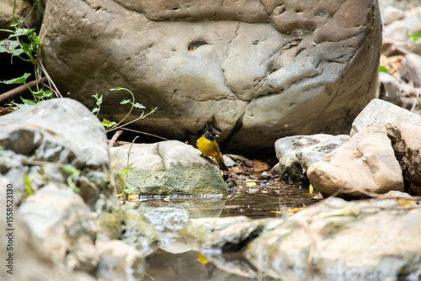 Fototapeta A bird actively searches for food, exploring its surroundings with focused attention in its natural habitat.