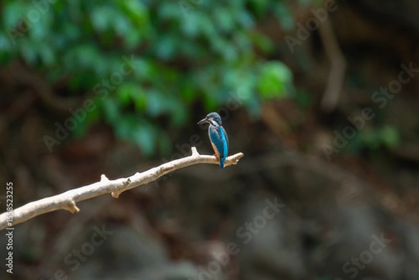 Fototapeta A bird actively searches for food, exploring its surroundings with focused attention in its natural habitat.