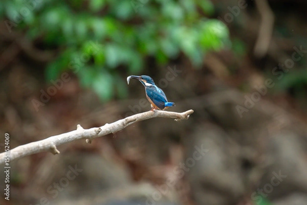 Fototapeta A bird actively searches for food, exploring its surroundings with focused attention in its natural habitat.