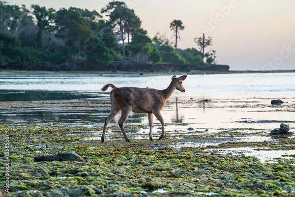 Obraz Antelopes on the beach at sunset in the Alas Purwo jungle of East Java, Indonesia