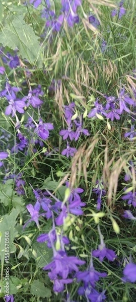 Obraz Purple wild flowers