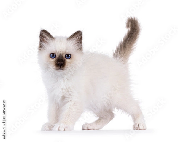 Obraz Adorable seal point Sacred Birman cat kitten, standing or walking side ways. Looking straight to camera with breed specific blue eyes. Isolated on a white background.