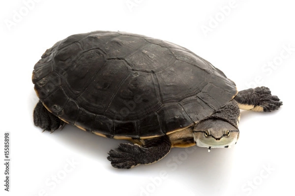 Obraz Argentine sideneck turtle