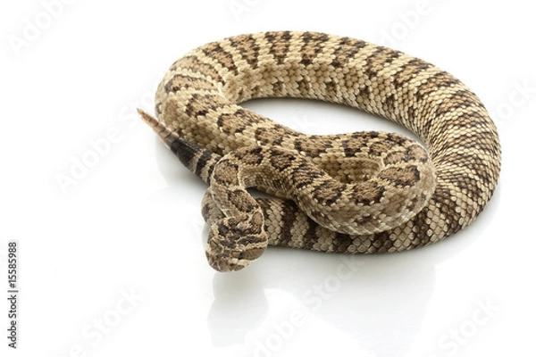 Obraz Great Basin Rattlesnake