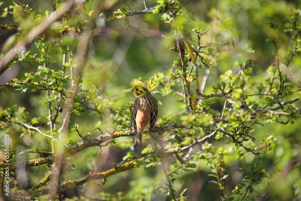 Obraz Eine Goldammer im Geäst eines Baumes.