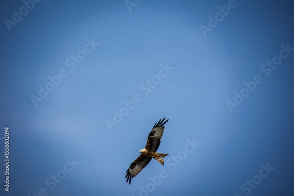 Obraz Am Himmel ein Rotmilan.