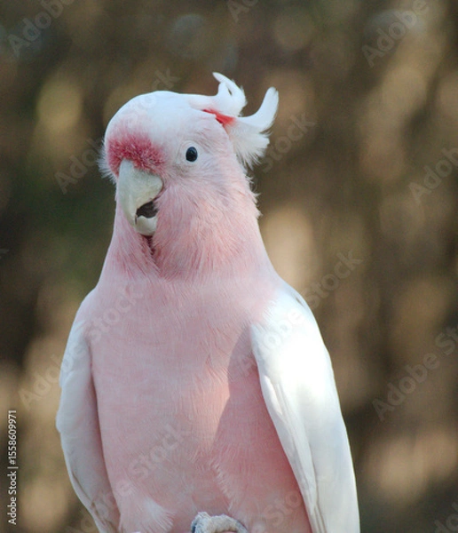 Obraz Pink Cockatoo