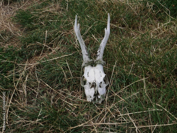 Fototapeta Deer skull lying on grass in an open field