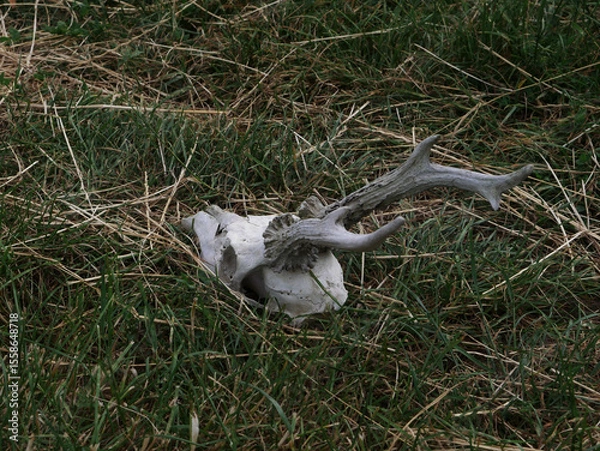 Fototapeta Deer skull lying on grass in an open field