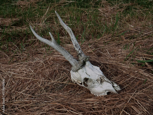 Fototapeta Deer skull lying on grass in an open field
