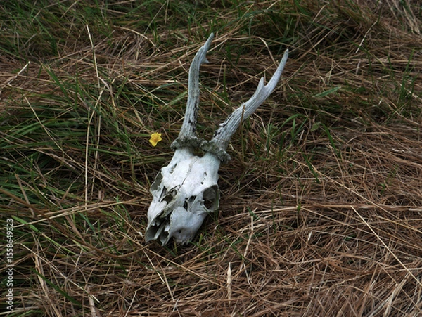 Fototapeta Deer skull lying on grass in an open field with yellow flower