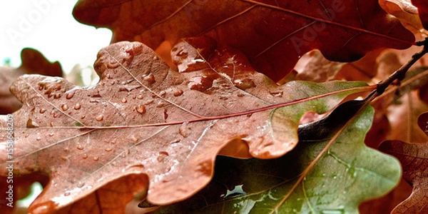 Fototapeta Wet oak leaves showcasing rich autumn colors create a cozy and evocative atmosphere, capturing the essence of the fall season with vibrant hues of orange, brown, and green