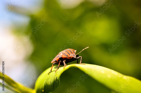 Fototapeta closeup of firebug sitting on leave
