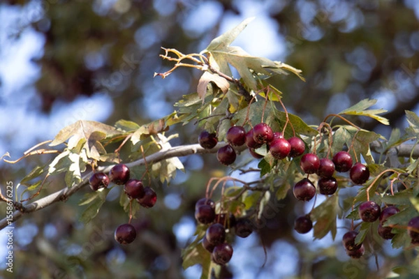 Obraz twig with cherry plumbs at village, Uzbekistan