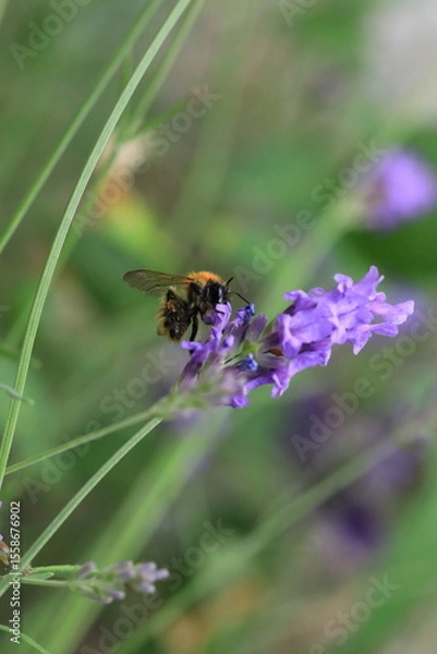 Obraz Macro photo of bumblebee collecting nectar