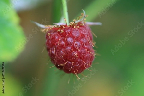 Obraz Macro-photography of an isolated raspberry