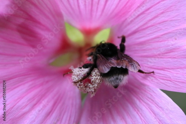 Obraz Macro view of a bumblebee entering inside the flower