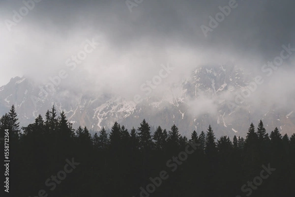 Fototapeta Misty forest and mountain slope covered with pine trees on a foggy day, peaceful nature scenery in the Alps.