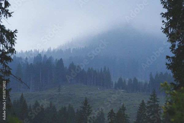 Fototapeta Misty forest and mountain slope covered with pine trees on a foggy day, peaceful nature scenery in the Alps.