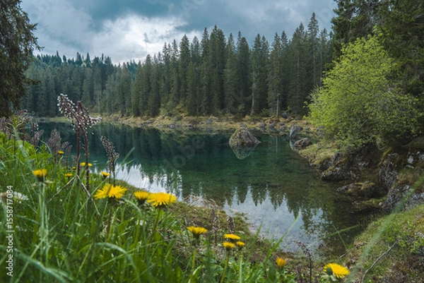 Fototapeta Lake Carezza in Dolomites, Italy, with yellow wildflowers, clear turquoise water, and pine forest reflection on a cloudy day.
