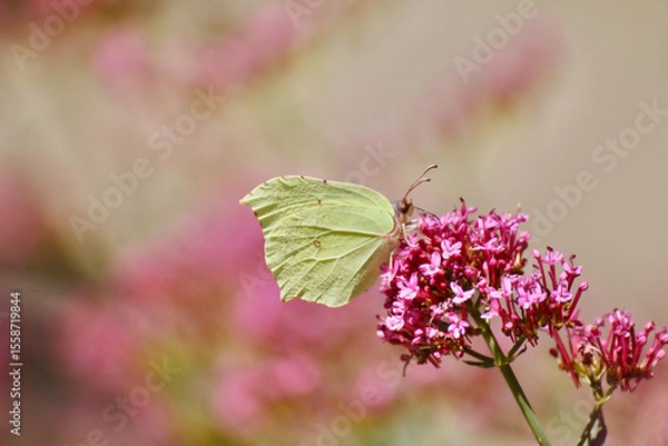 Obraz Papillon Gonepteryx rhamni