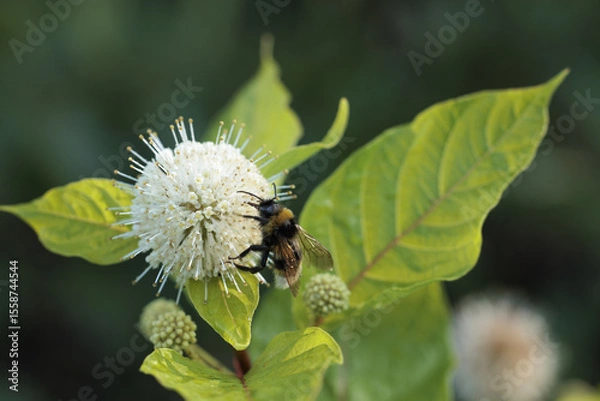 Obraz  Cephalanthus occidentalis, buttonbush