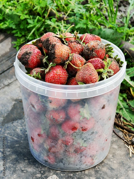 Fototapeta A bucket full of fresh strawberries. The berries are dirty in a plastic container. Summer, a country house